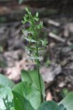 Platanthera chlorantha. Соцветие. Грузия, Боржоми-Харагаульский национальный парк, нижняя часть долины р. Ликаницхеви, выс. ок. 850 м н.у.м., лес. 25.05.2018.