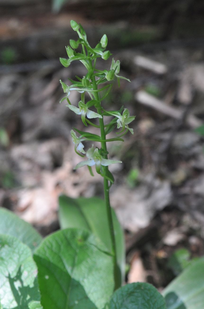 Image of Platanthera chlorantha specimen.