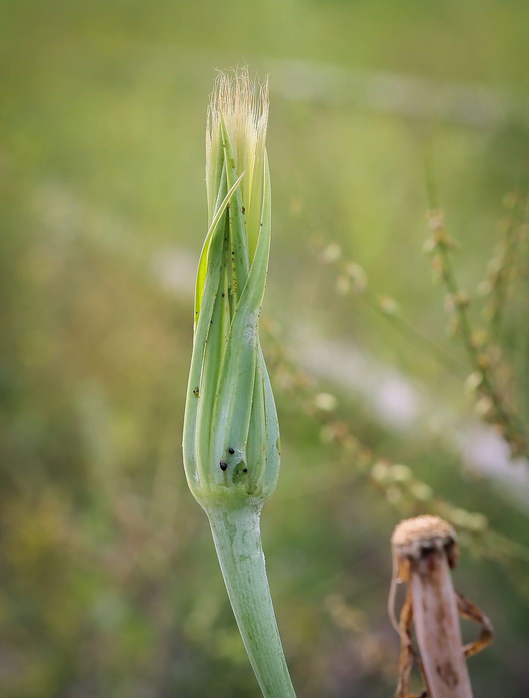 Изображение особи род Tragopogon.