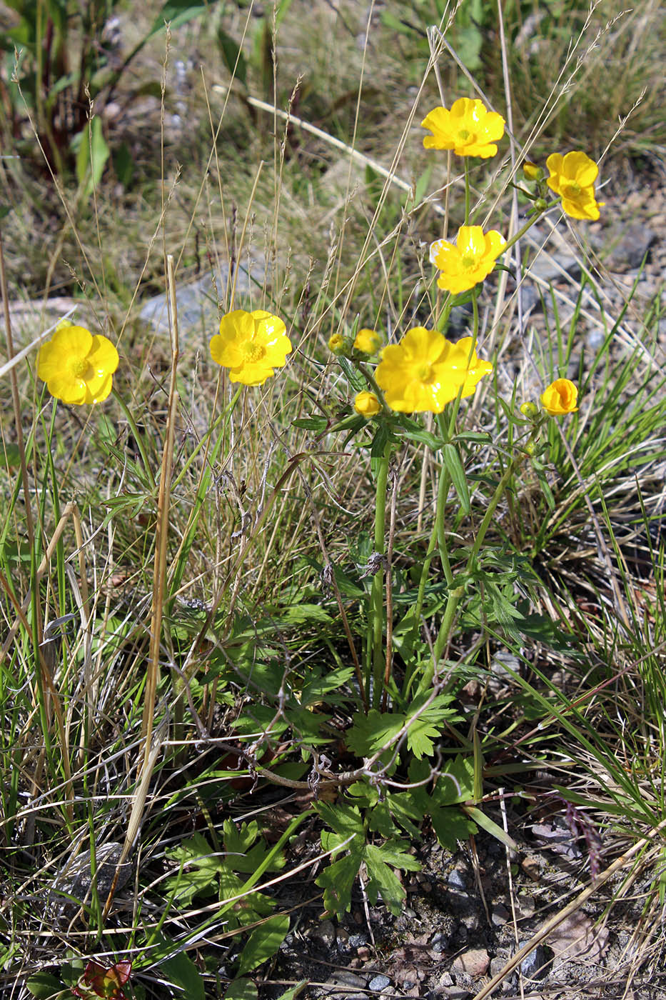 Изображение особи Ranunculus propinquus.