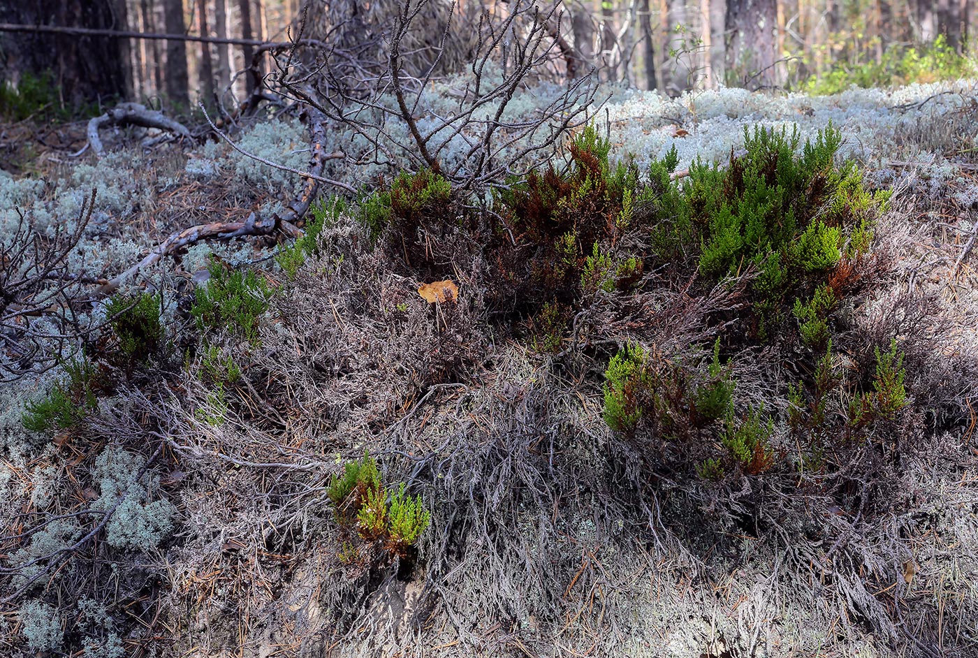 Image of Calluna vulgaris specimen.