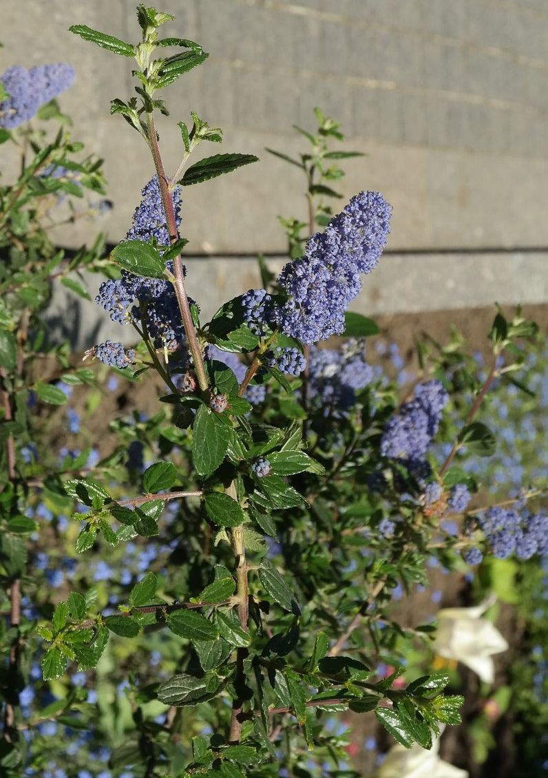 Изображение особи Ceanothus thyrsiflorus.