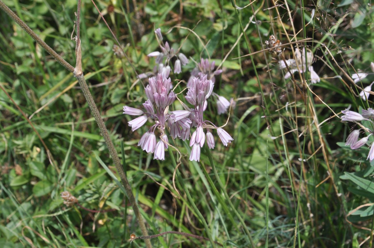 Image of Allium kunthianum specimen.