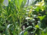 Brassica oleracea variety capitata