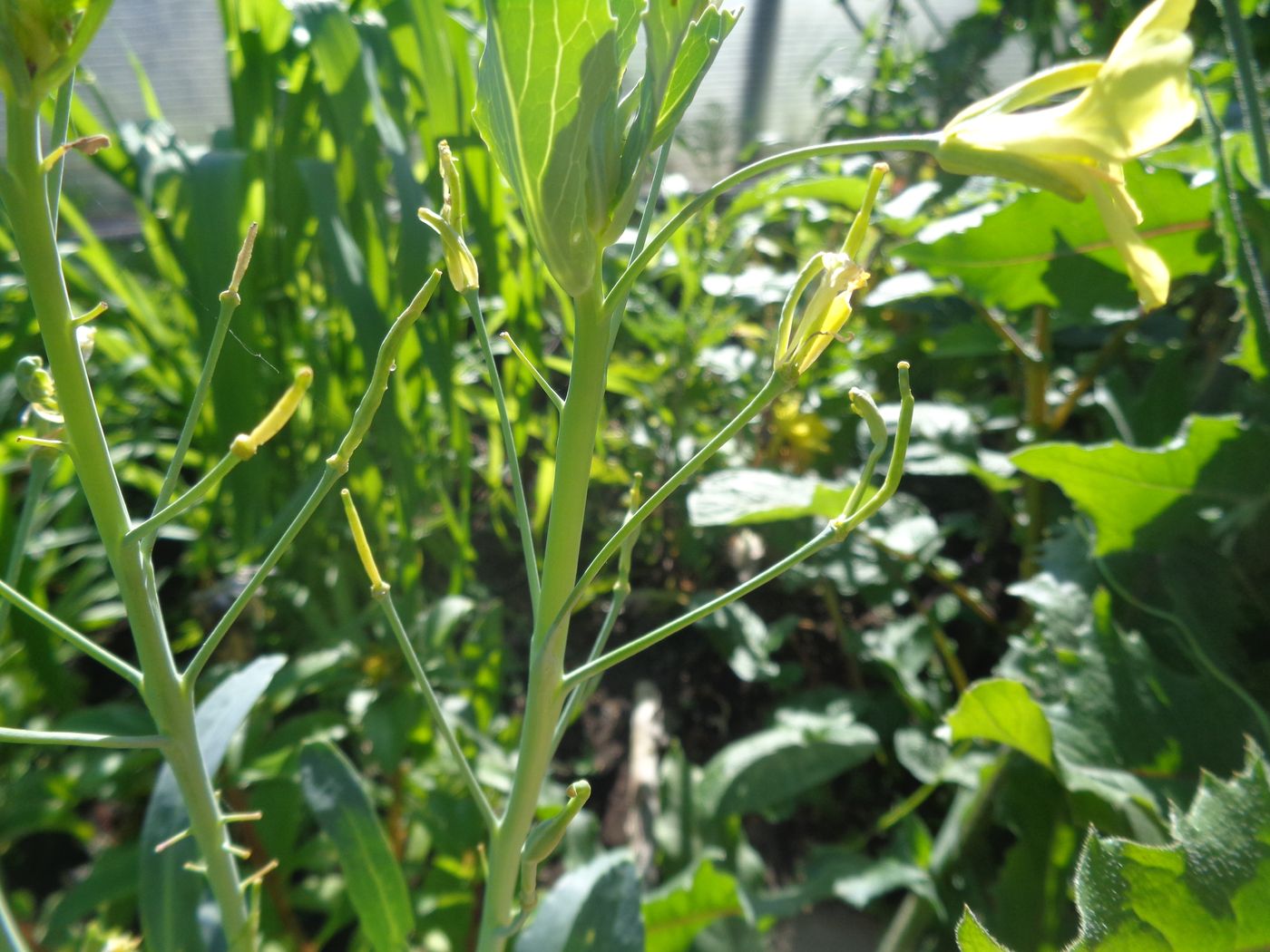 Image of Brassica oleracea var. capitata specimen.