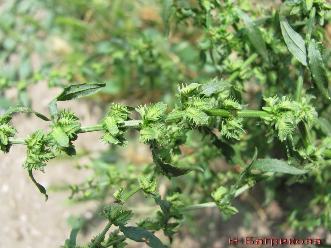 Image of Rumex pulcher specimen.