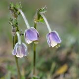 Pulsatilla campanella