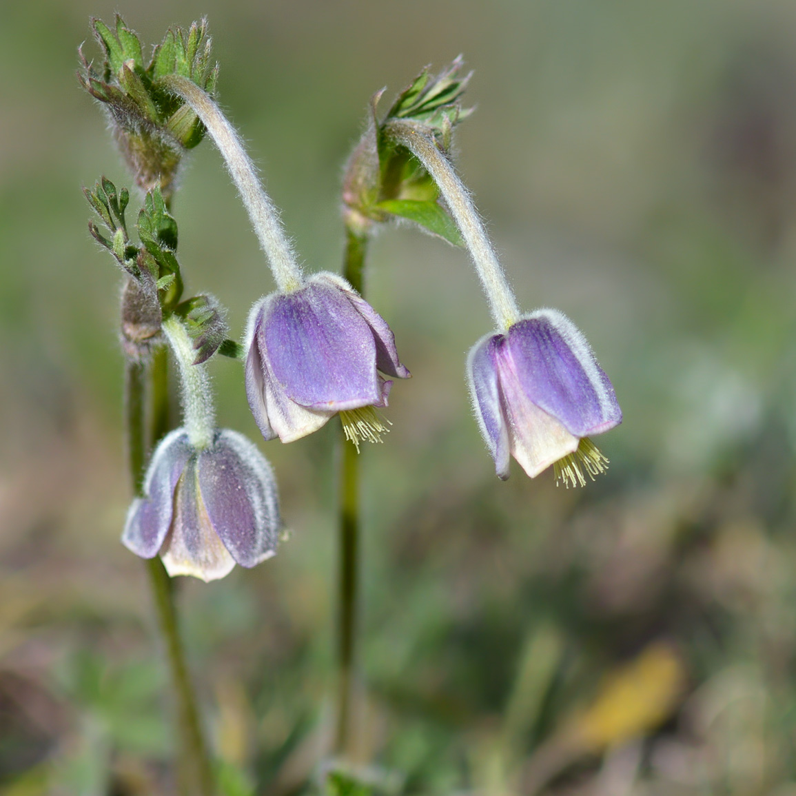 Image of Pulsatilla campanella specimen.