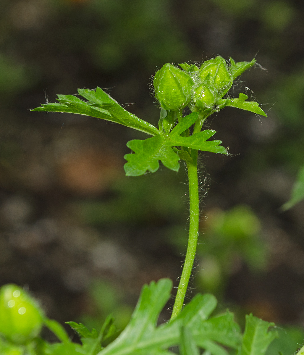 Изображение особи Malva moschata.