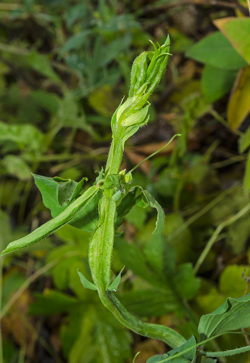 Image of Lathyrus odoratus specimen.