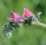 Echium angustifolium