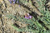 Oxytropis hirsutiuscula. Часть растения в цвету, распластанного на засолённом делювии. Таджикистан, Горно-Бадахшанская автономная обл., Мургабский р-н, окр. сельской общины (кишлака) Каракуль; Восточный Памир, денудационный шлейф западного макросклона Сарыкольского хребта, восточный берег оз. Каракуль; пояс полугидроморфных гемигалофитнозлаково-галофитноразнотравно-однолетнесолянковых солончаков на сползающих в озёрную котловину продуктах эрозии, выс. 3930 м н.у.м. 16 августа 2018 г.