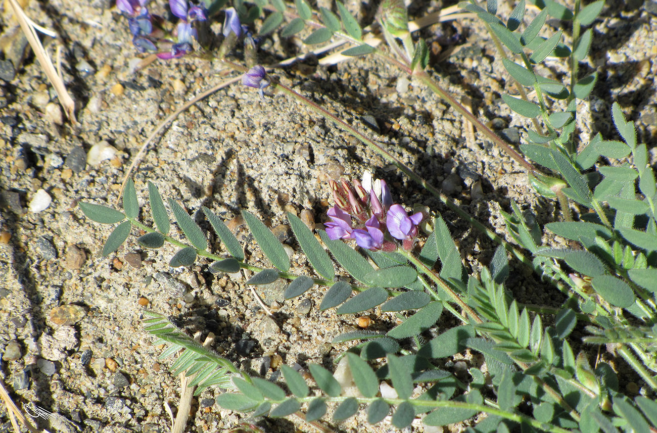 Image of Oxytropis hirsutiuscula specimen.