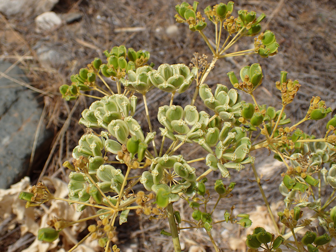 Image of Opopanax hispidus specimen.