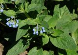 Symphytum caucasicum. Часть побега с соцветиями и листьями. Восточный Казахстан, г. Усть-Каменогорск, парк Жастар, в культуре. 04.06.2018.