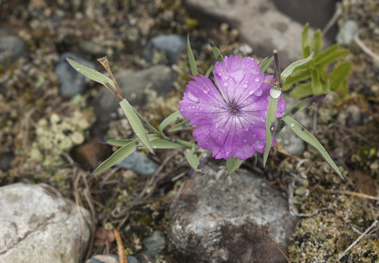 Изображение особи Dianthus versicolor.