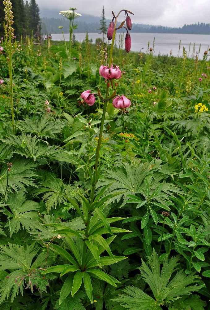 Image of Lilium pilosiusculum specimen.