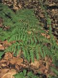 Rhizomatopteris montana