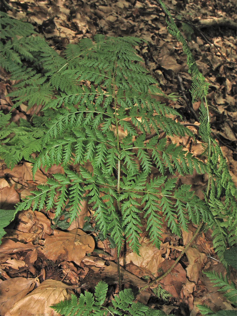 Image of Rhizomatopteris montana specimen.