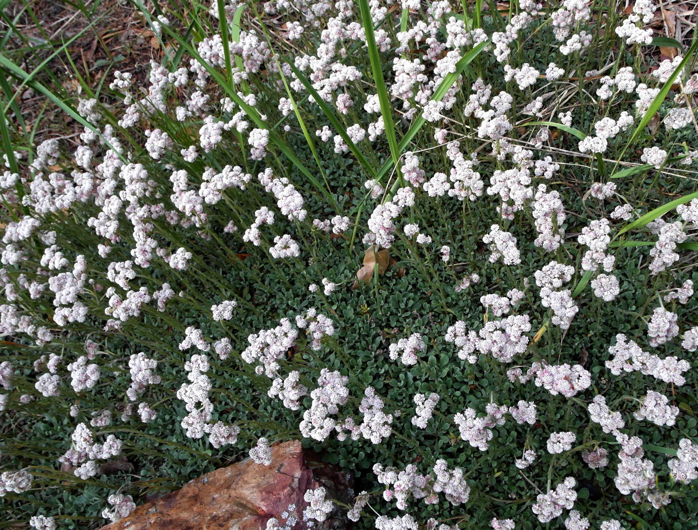 Изображение особи Antennaria dioica.