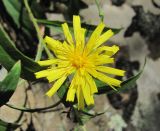 Hieracium umbellatum. Соцветие. Краснодарский край, Абинский р-н, окр. пос. Новый, скалы Новые. 26.09.2018.