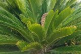 Cycas revoluta. Растение с микростробилом. Краснодарский край, г. Сочи, Центральный р-н, в культуре. 18.08.2018.