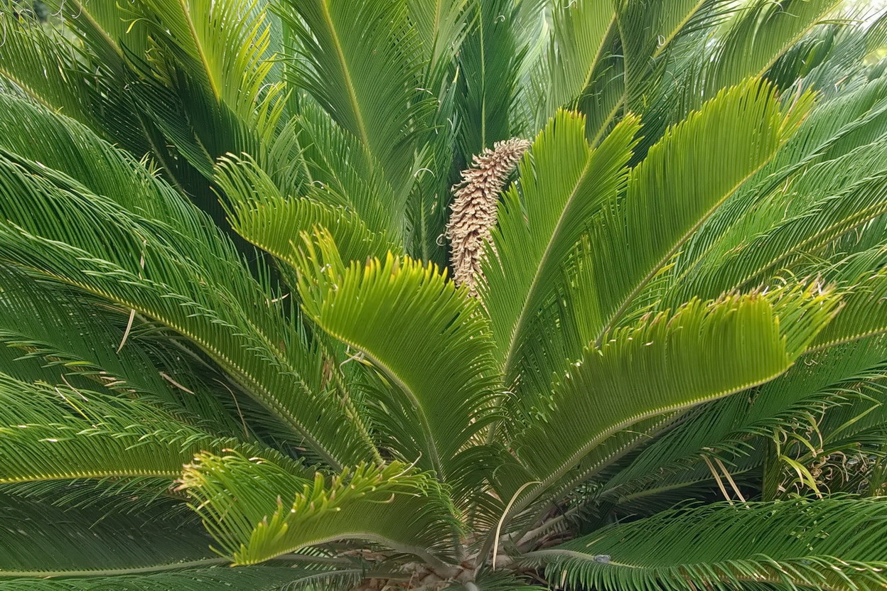 Image of Cycas revoluta specimen.