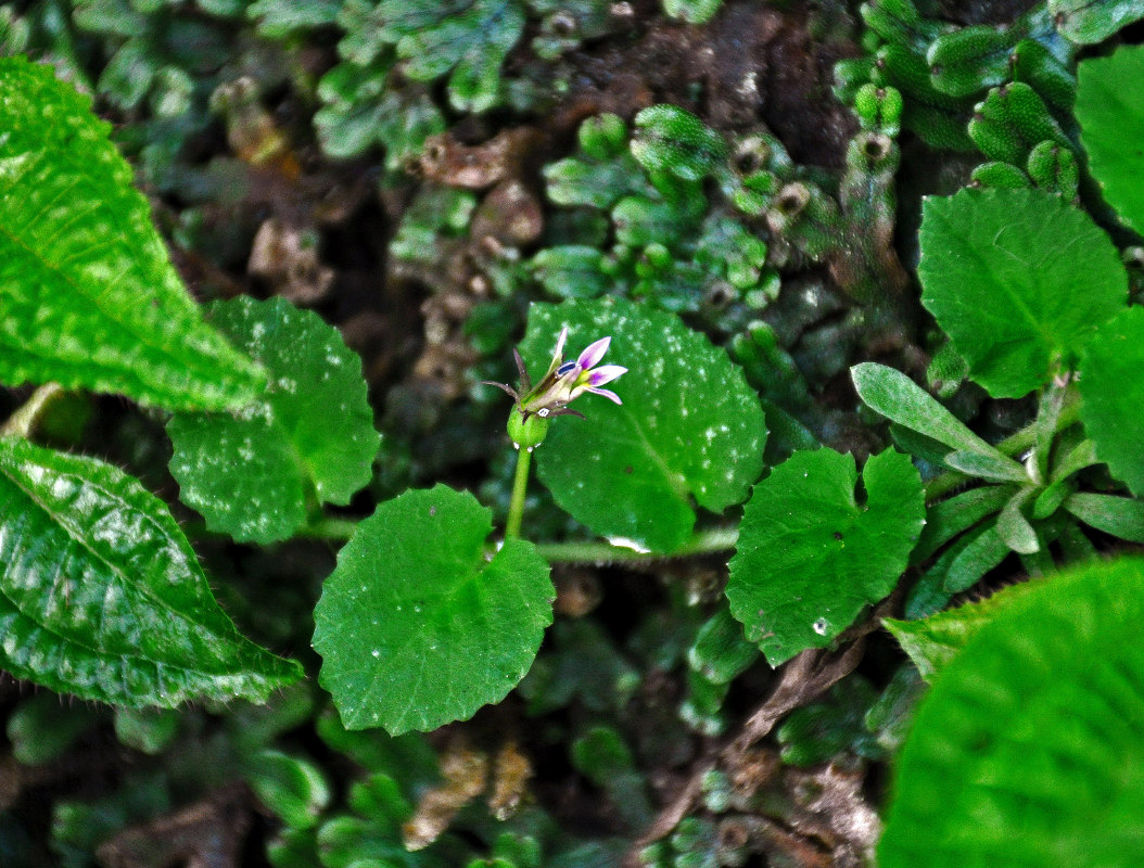 Image of Lobelia nummularia specimen.