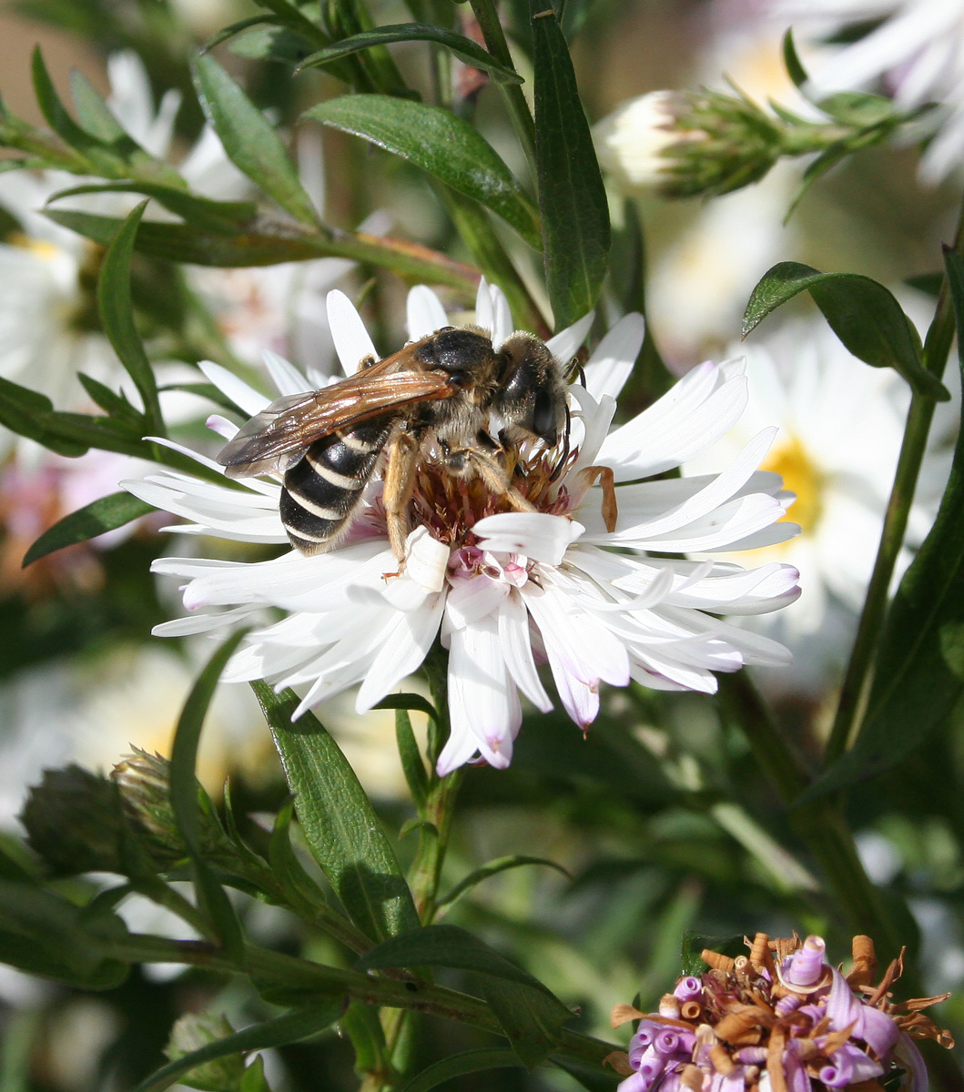 Image of Symphyotrichum &times; versicolor specimen.