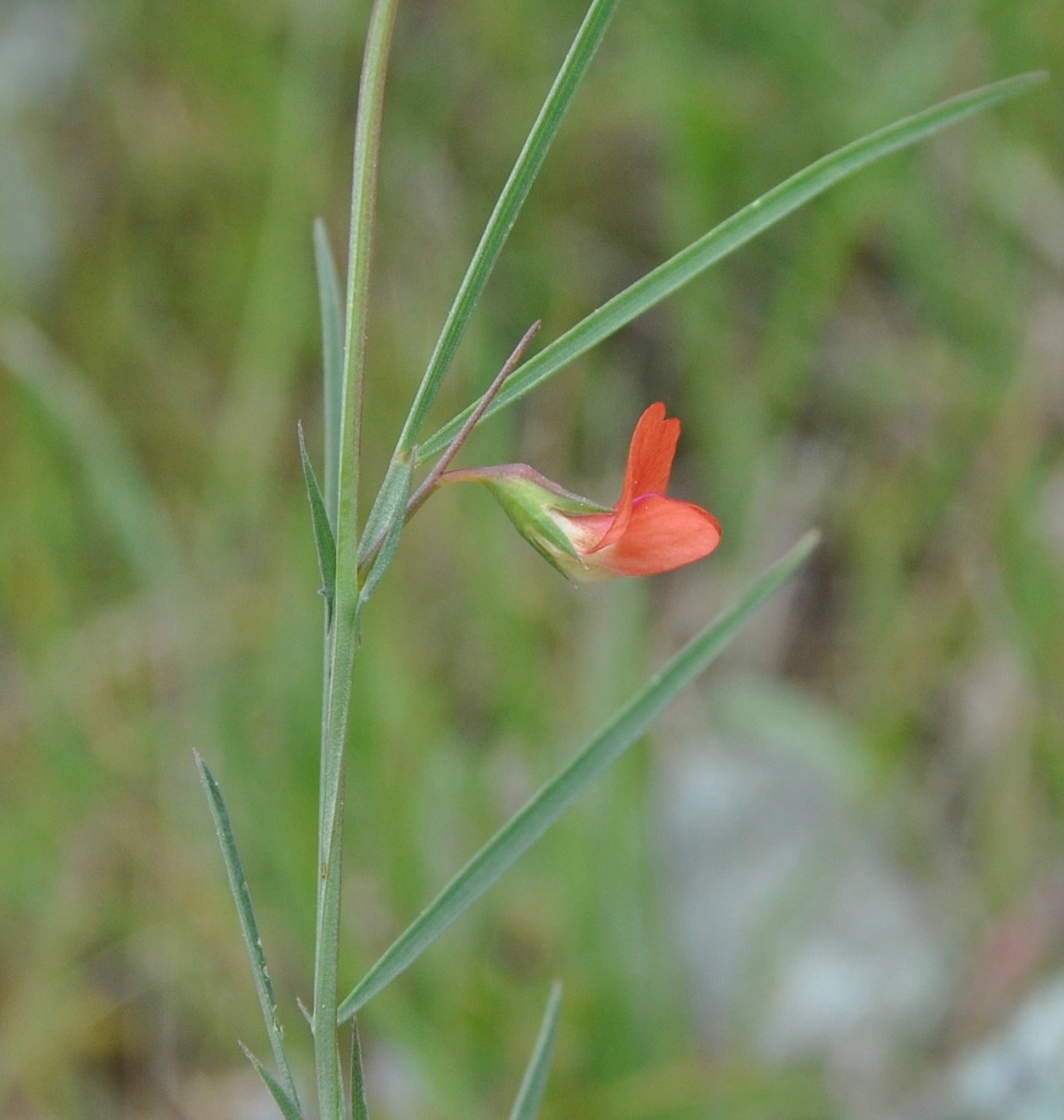 Изображение особи род Lathyrus.