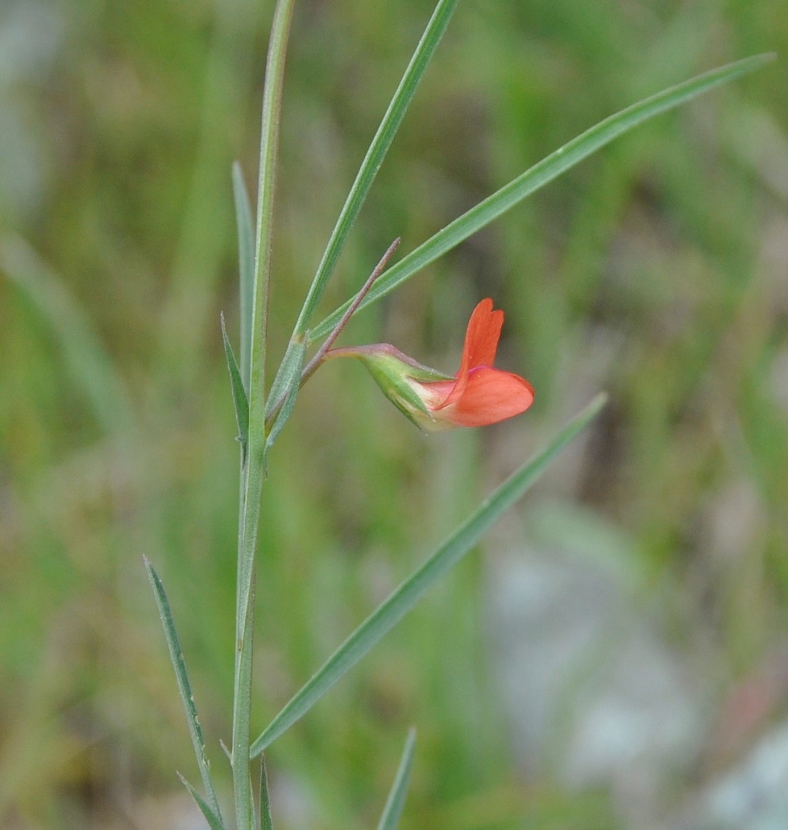 Изображение особи род Lathyrus.