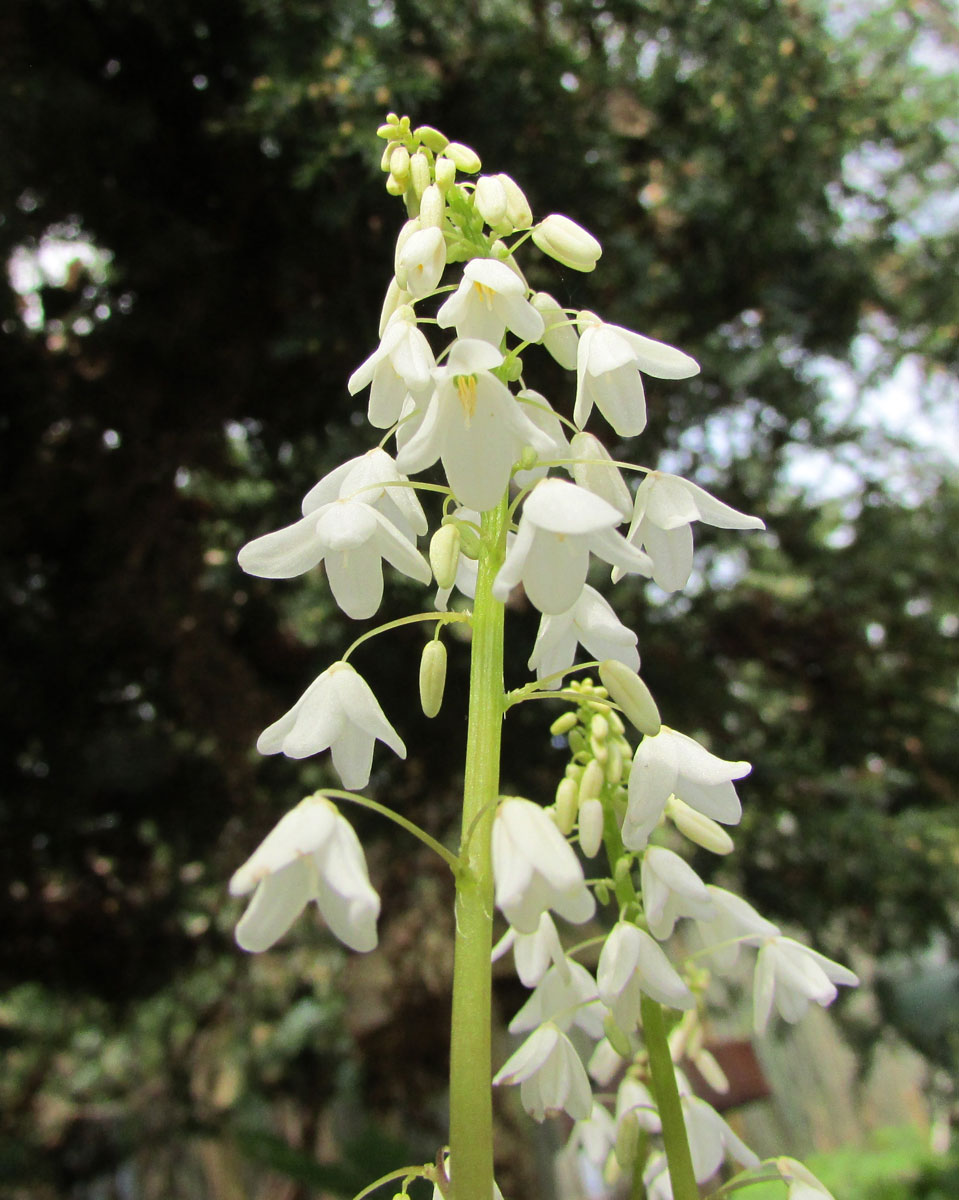 Изображение особи Pteridophyllum racemosum.