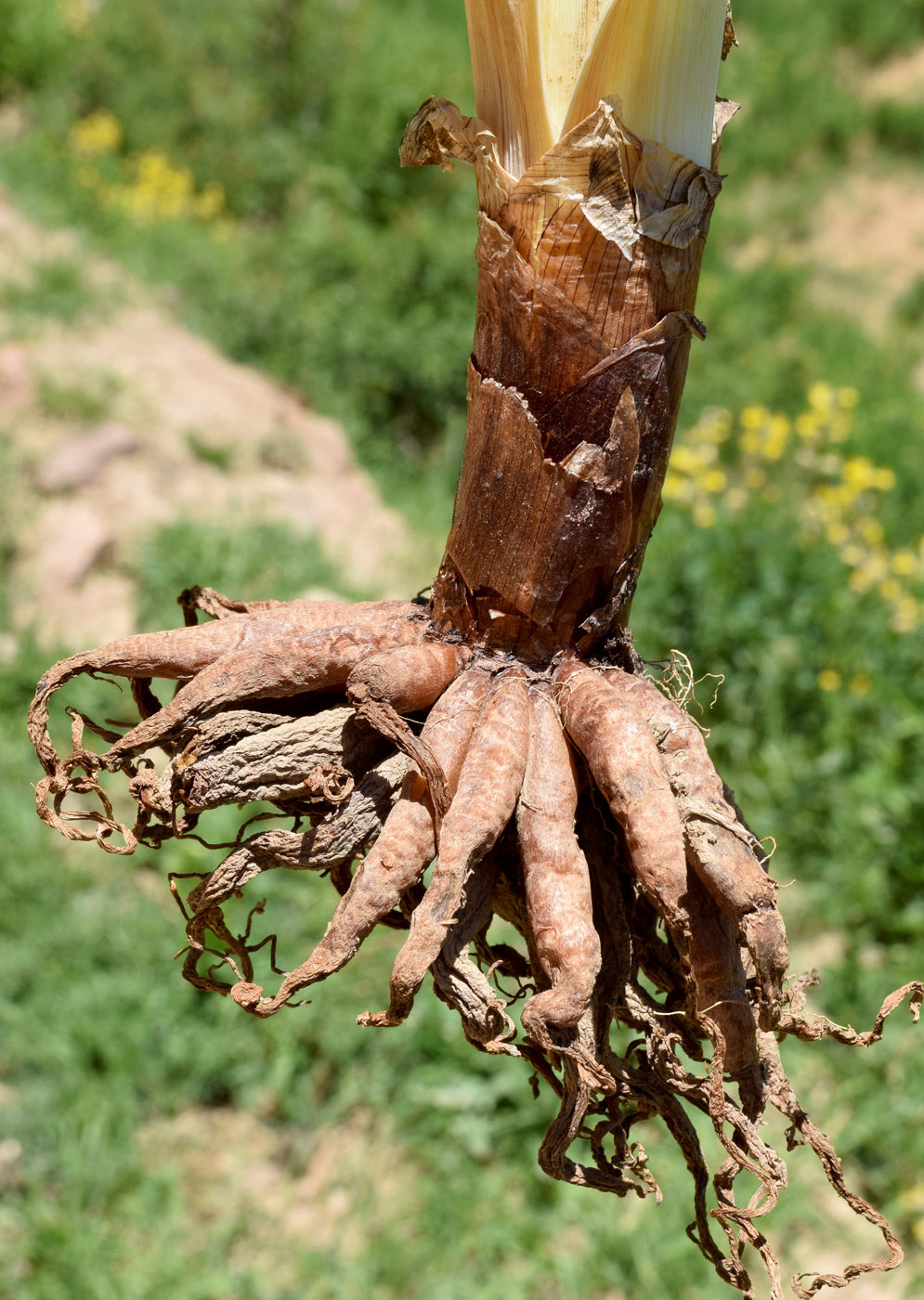 Image of Eremurus turkestanicus specimen.
