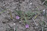 Erodium cicutarium