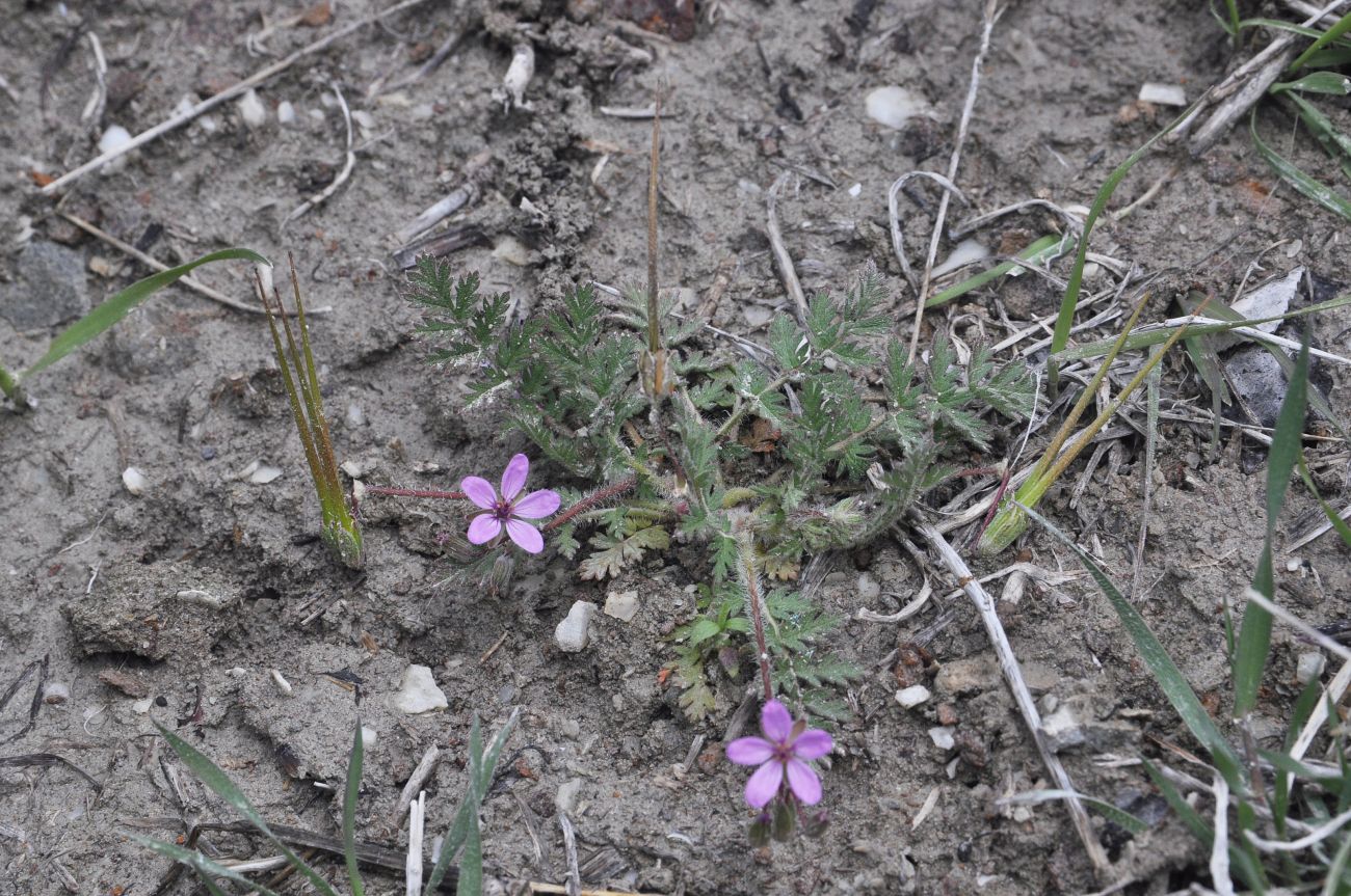 Изображение особи Erodium cicutarium.