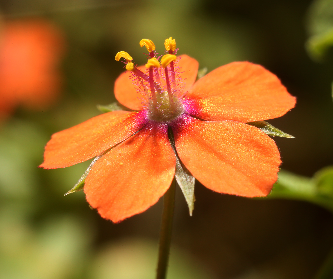 Изображение особи Anagallis arvensis.