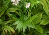 Valeriana sambucifolia. Листья. Украина, Закарпатская обл., Тячевский р-н, с. Усть-Черная, поляна на горе Стоги. 21.06.2010.