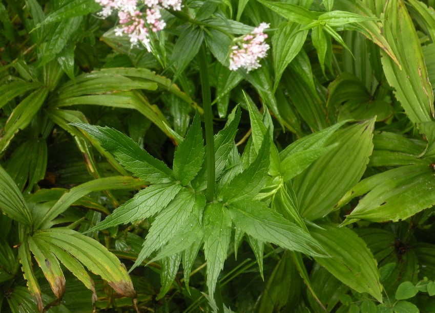 Image of Valeriana sambucifolia specimen.