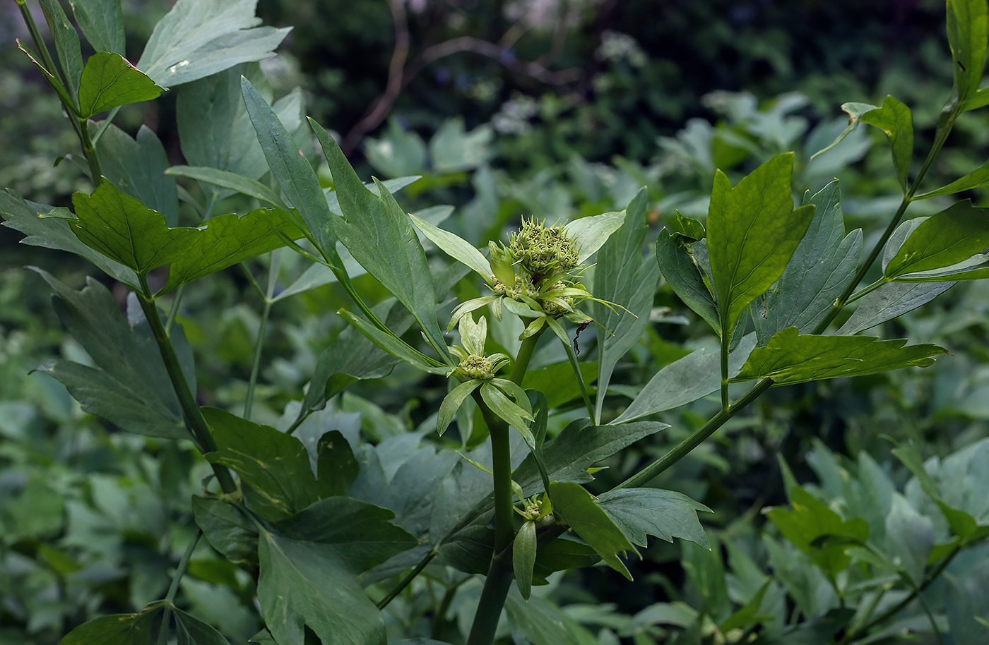 Image of Levisticum officinale specimen.