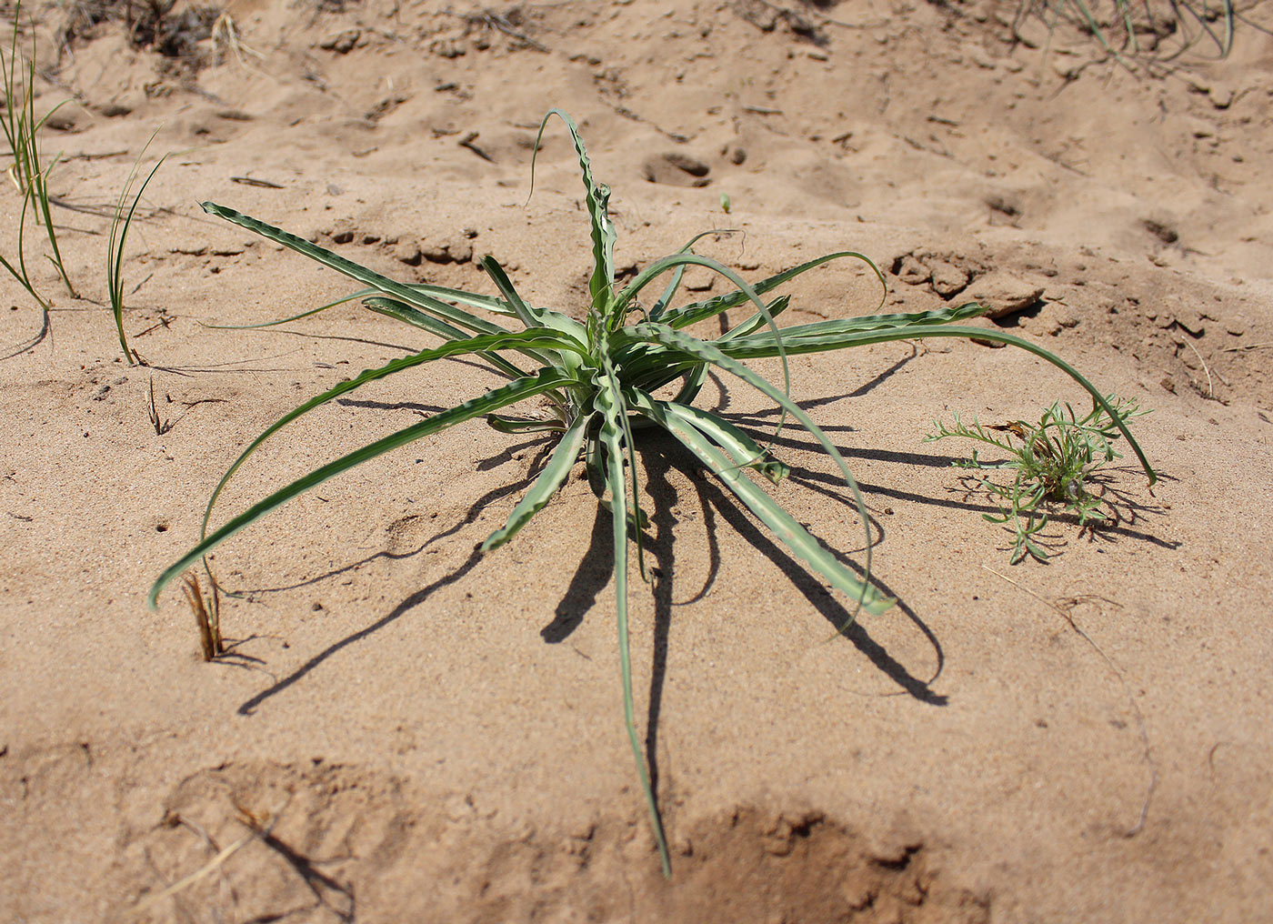 Image of familia Asteraceae specimen.