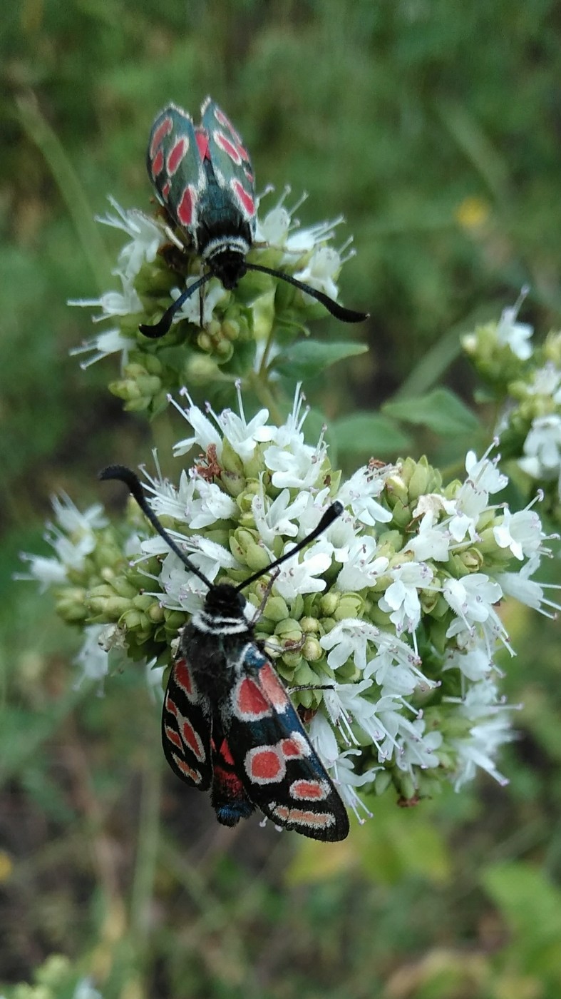 Изображение особи Origanum vulgare ssp. viride.