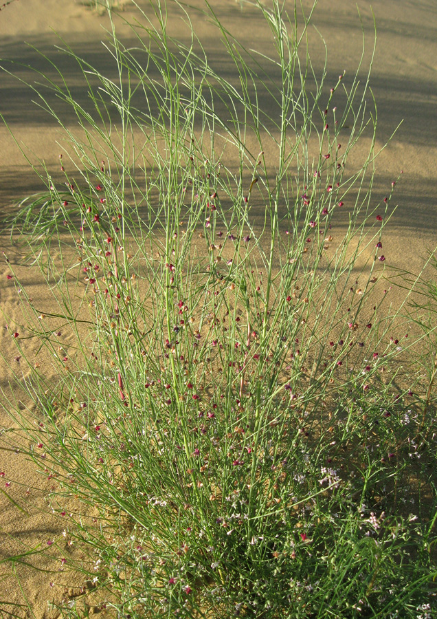 Image of Eremosparton aphyllum specimen.