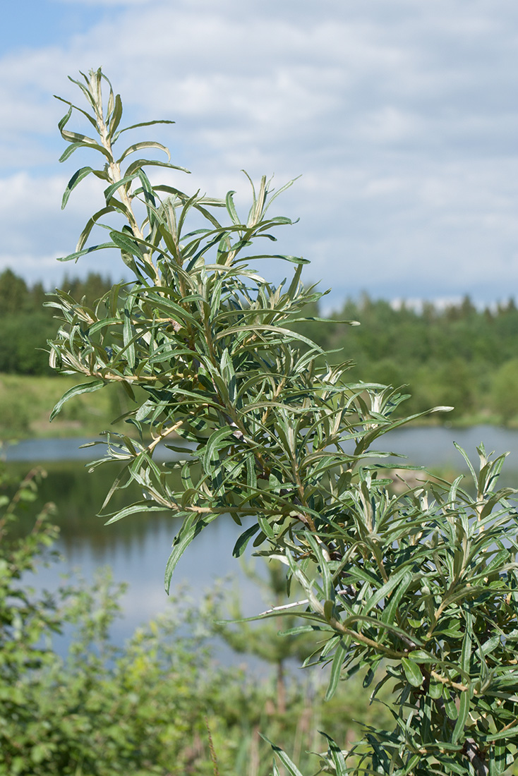 Image of Hippophae rhamnoides specimen.