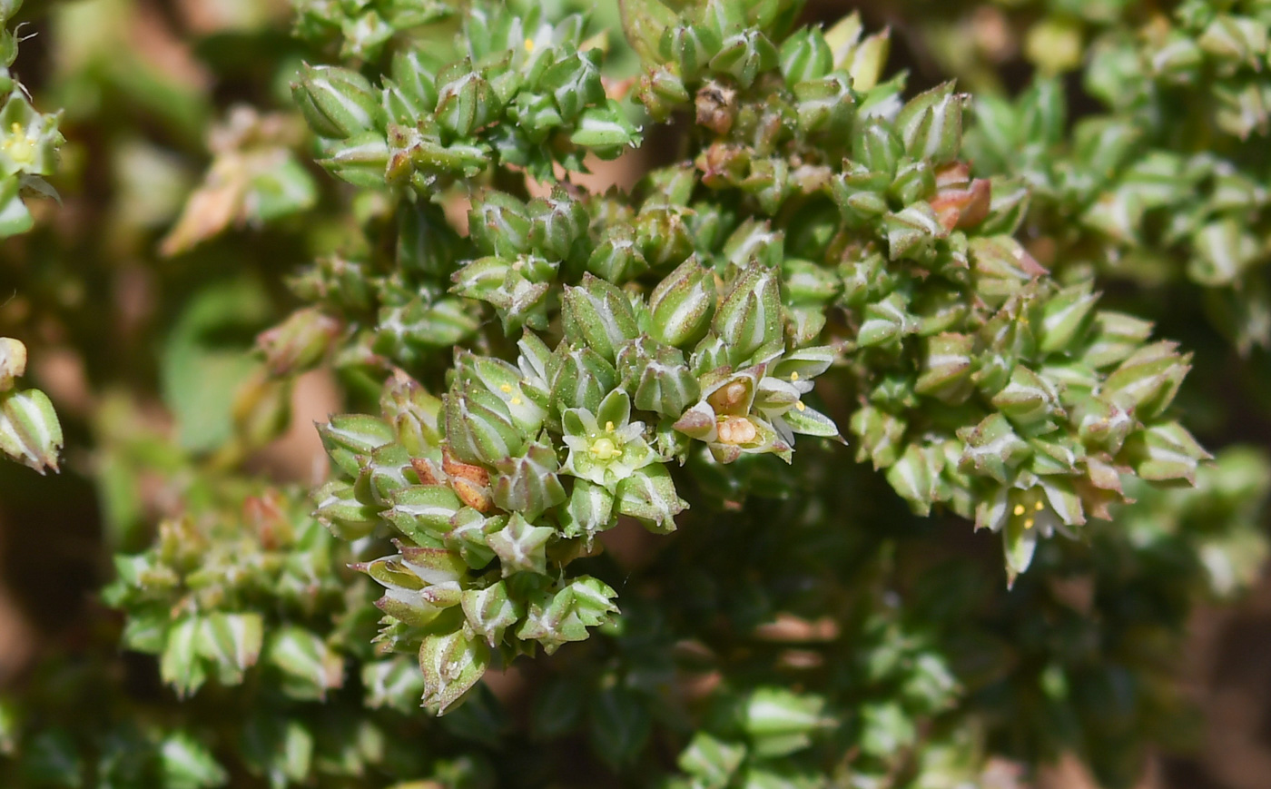 Image of Polycarpon succulentum specimen.