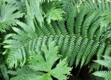 Dryopteris filix-mas. Вайя. Алтайский край, Чарышский р-н, руч. Холодный Ключ. 15 июня 2010 г.