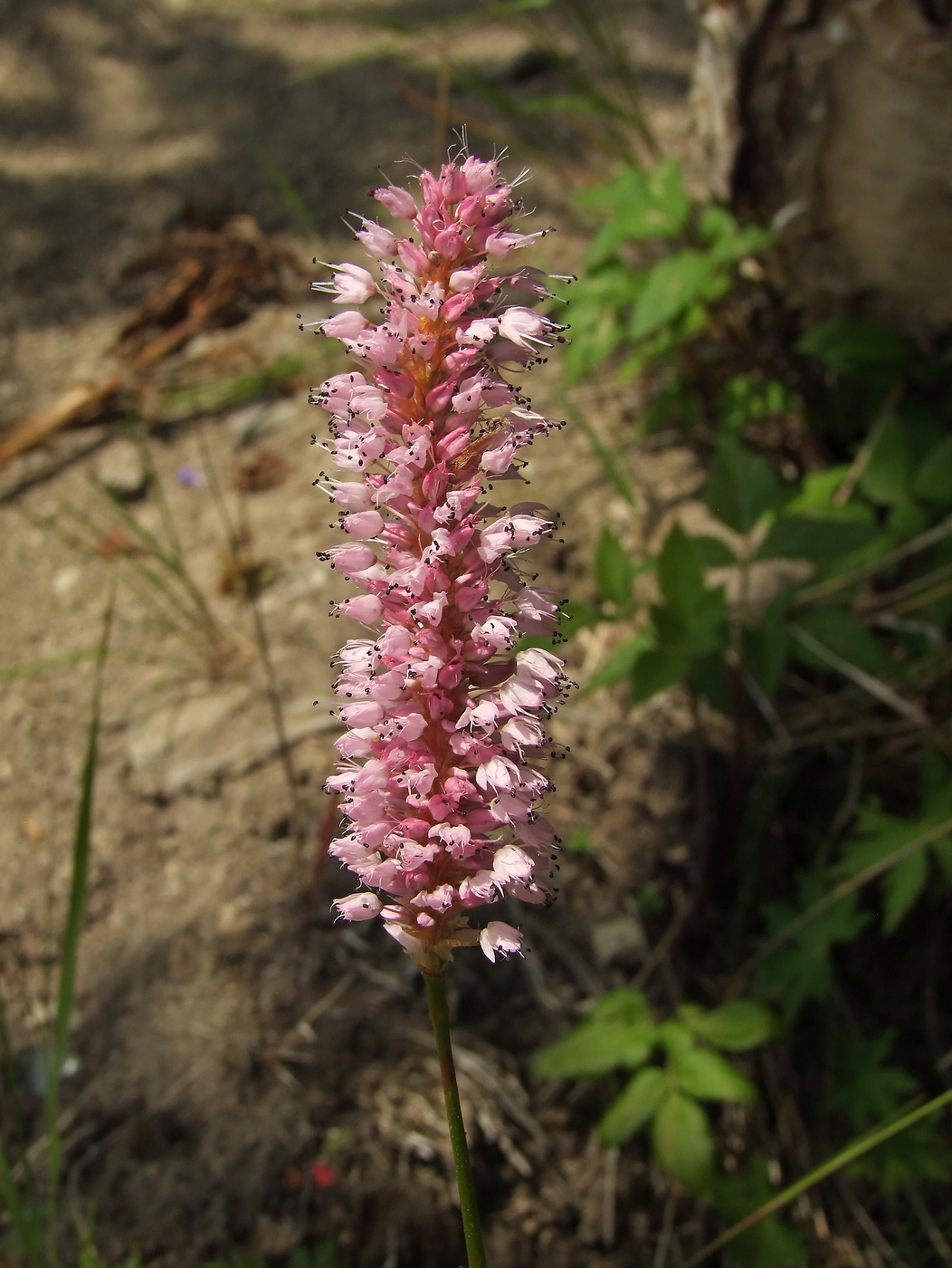 Image of Bistorta elliptica specimen.