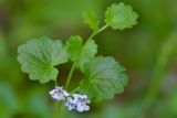 Glechoma hederacea