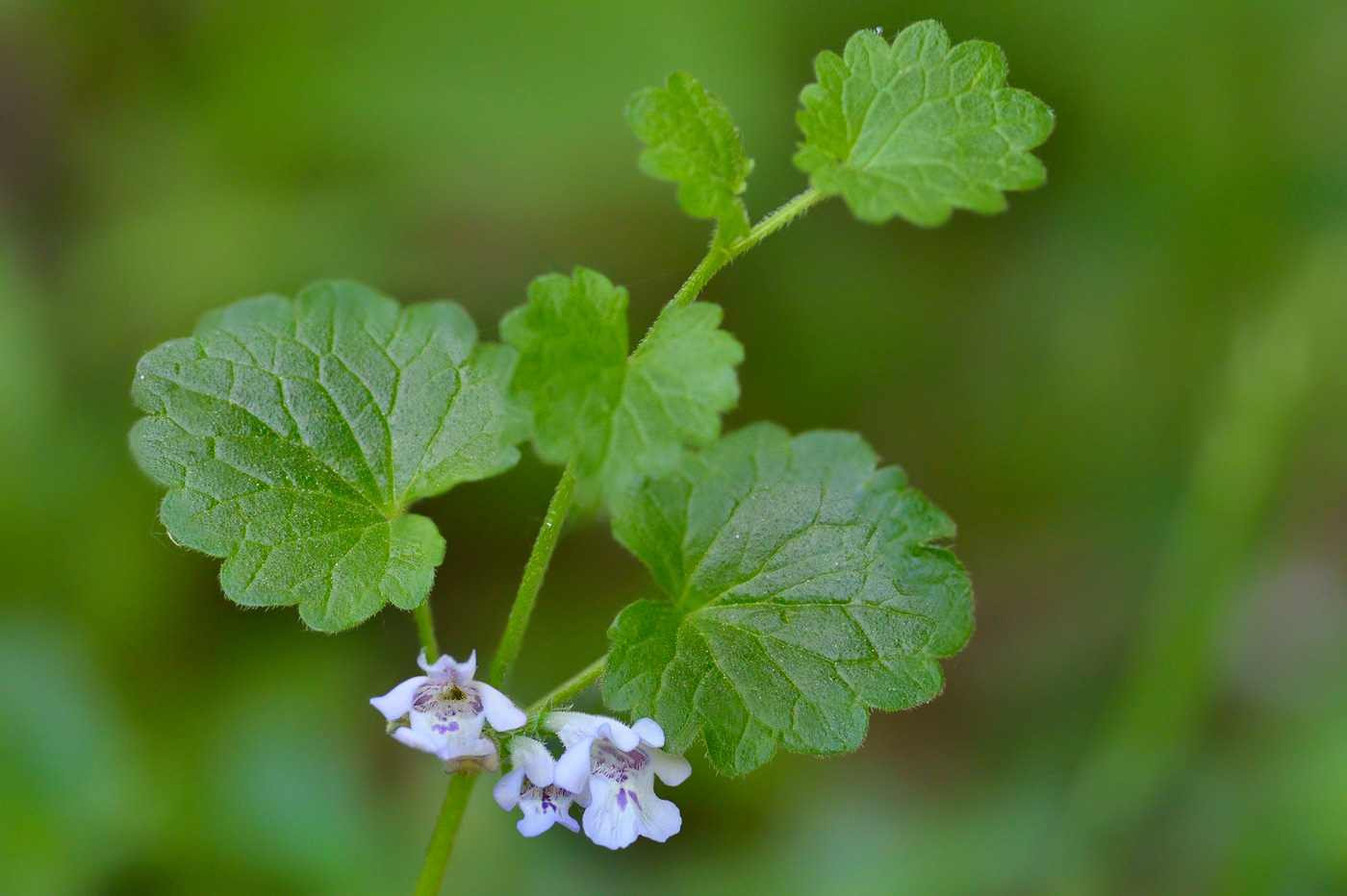 Изображение особи Glechoma hederacea.