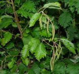 Alnus incana. Верхушка побега с соцветиями. Карачаево-Черкесия, Карачаевский р-н, окр. пос. Домбай, устье долины р. Аманауз, смешанный лес. 05.09.2019.