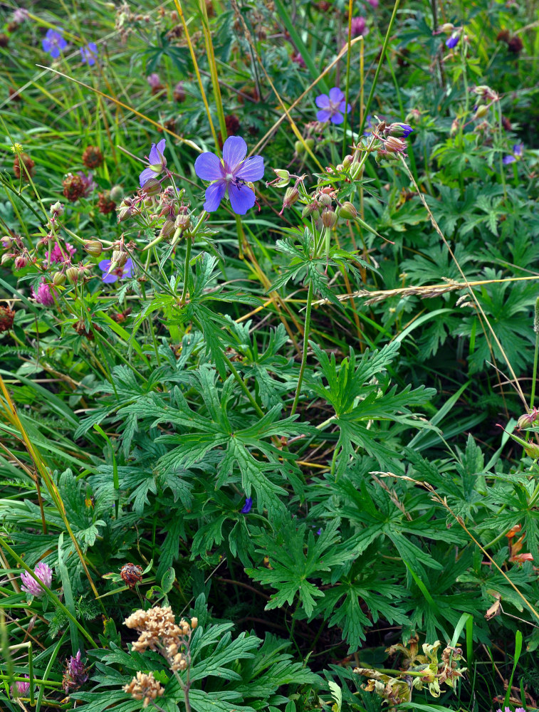 Image of Geranium pratense specimen.